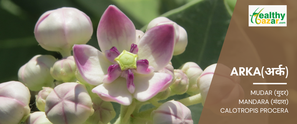 Arka (Calotropis Procera)