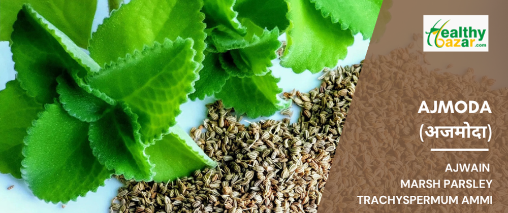 Ajmoda (Carum roxburghianum / Apium leptophyllum) - The Fiery Digestive Herb