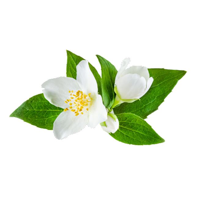 Phool Harshringar