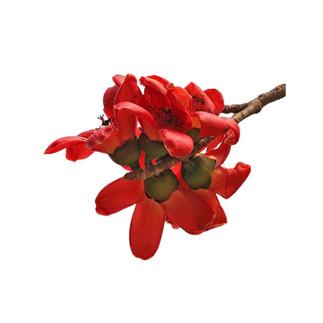 Phool Semal | Simbal Phool