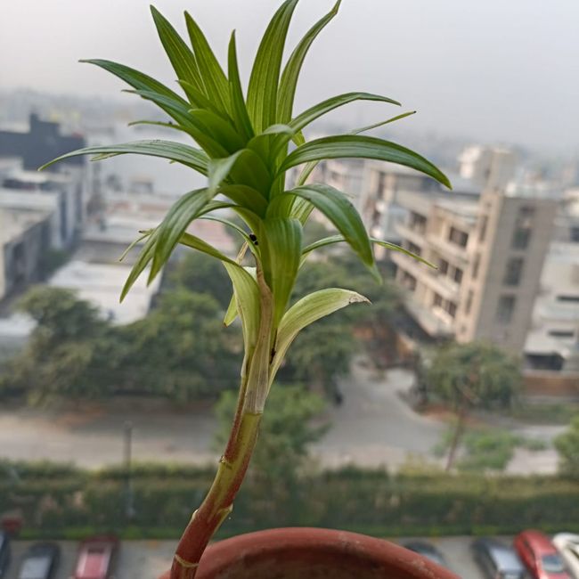 Asiatic Lillium (5 no.s)