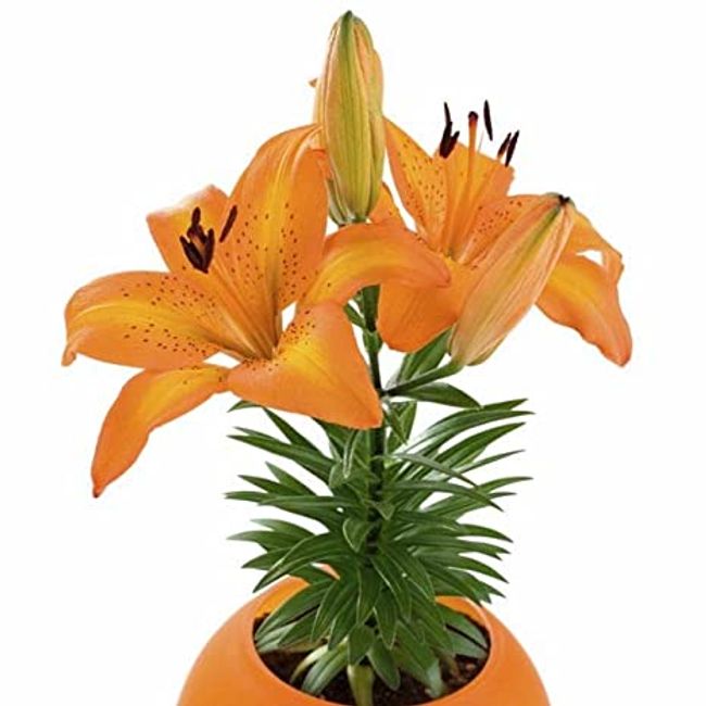 Asiatic Lillium (5 no.s)