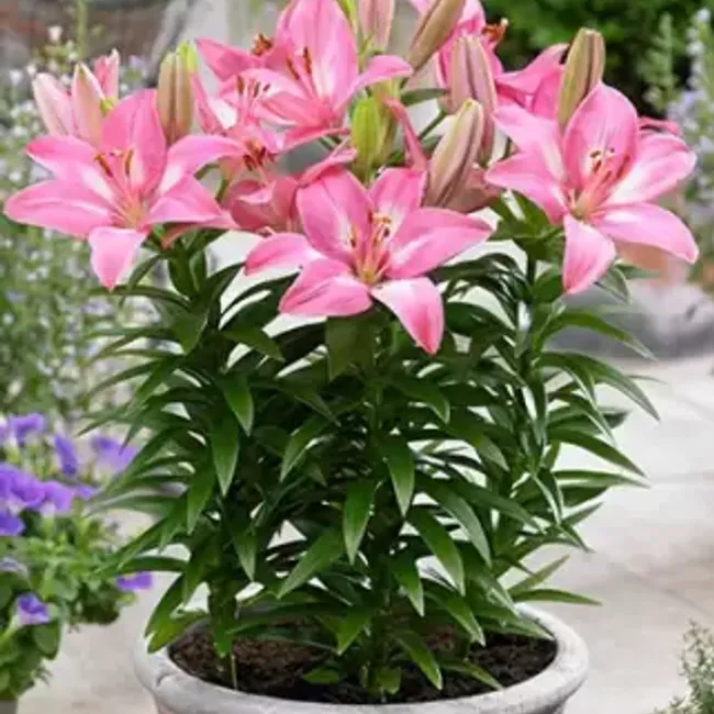 Asiatic Lillium (5 no.s)