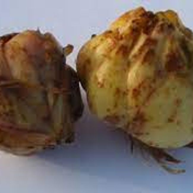 Asiatic Lillium Bulbs (5 no.s)