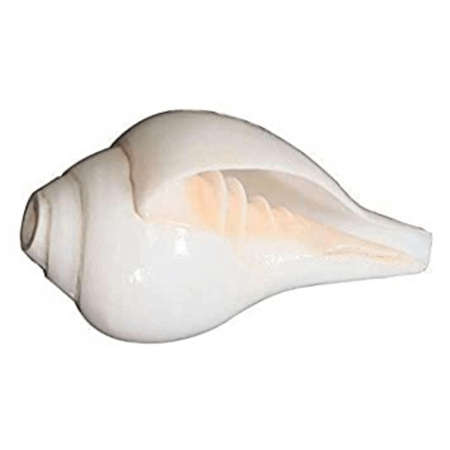 shankh-1 PCS
