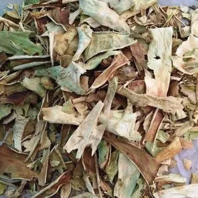 Ghrit Kumari / Aloe Vera